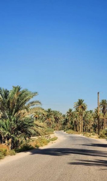  عکس تصویر زمینه درخت نخل برای گوشی