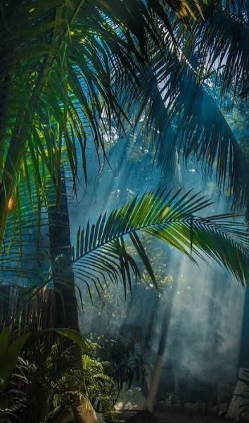 عکس تصویر زمینه درخت نخل برای گوشی