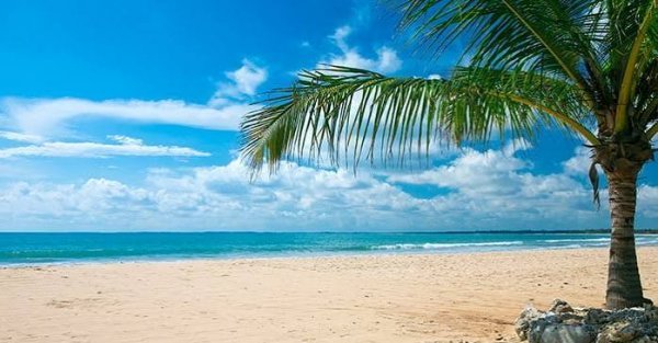  عکس تصویر زمینه درخت نخل برای گوشی