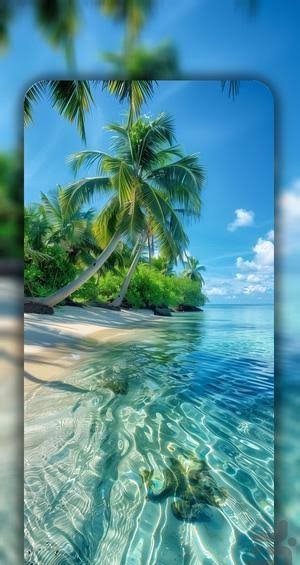  عکس تصویر زمینه درخت نخل برای گوشی