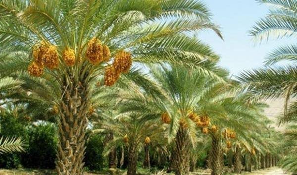  عکس تصویر زمینه درخت نخل برای گوشی
