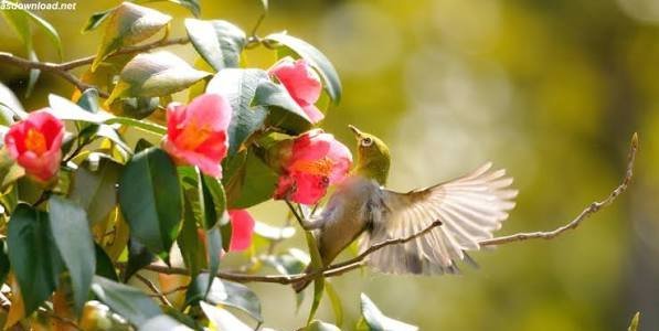  عکس پس زمینه پرواز پرنده برای دسکتاپ