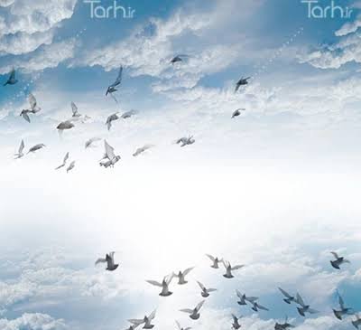  عکس پس زمینه پرواز پرنده برای دسکتاپ