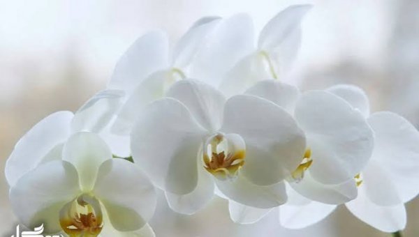  عکس دسته گل سفید