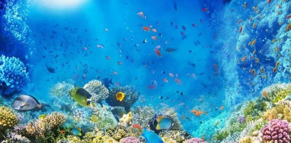  عکس پس زمینه آکواریوم ماهی