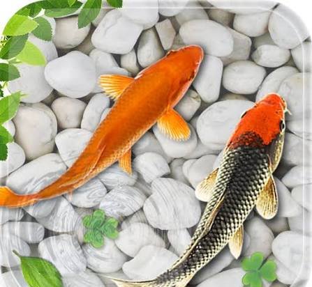  عکس پس زمینه آکواریوم ماهی