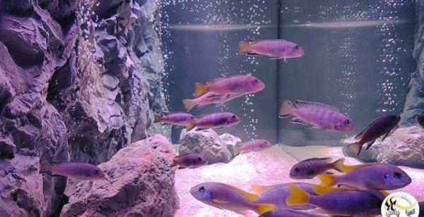  عکس پس زمینه آکواریوم ماهی