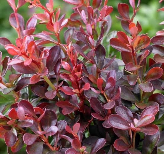  عکس درخت میوه زرشک