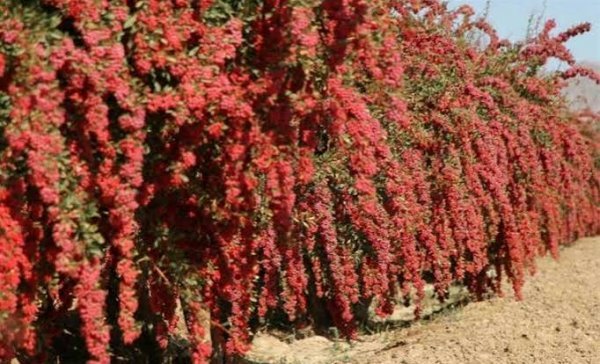  عکس درخت میوه زرشک