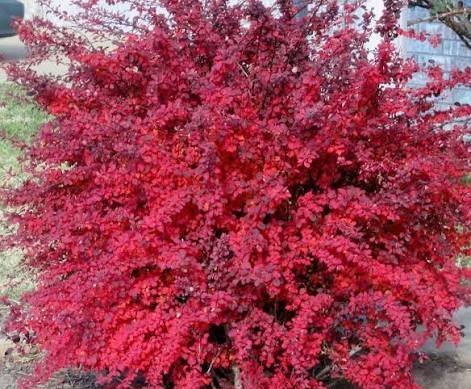  عکس درخت میوه زرشک