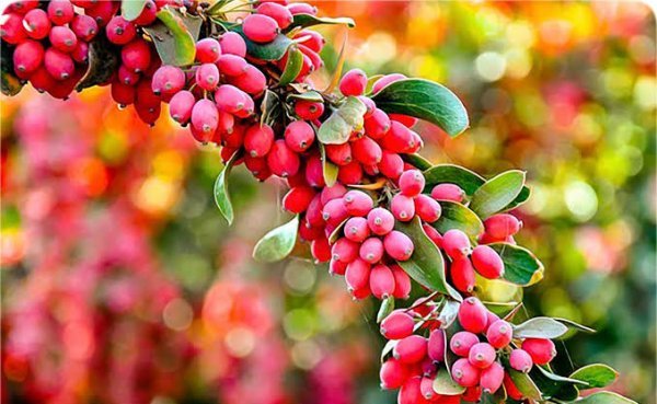  عکس درخت میوه زرشک