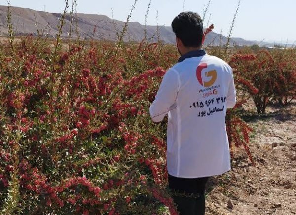  عکس درخت میوه زرشک