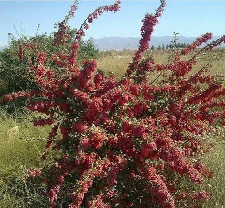  عکس درخت میوه زرشک