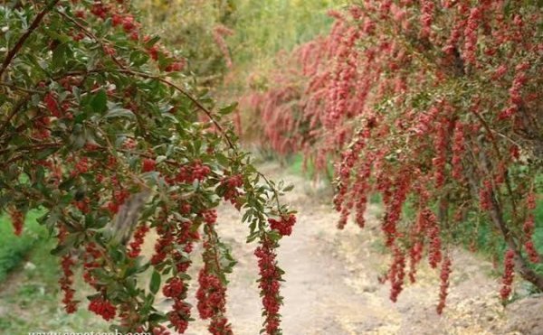  عکس درخت میوه زرشک