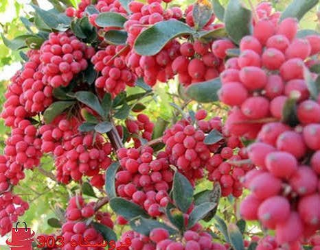  عکس درخت زرشک کوهی