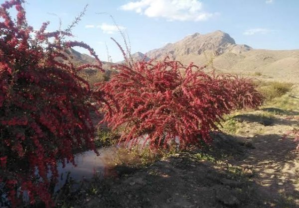  عکس درخت زرشک کوهی