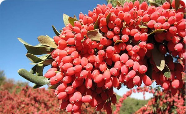  عکس درخت زرشک کوهی