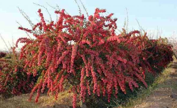 عکس درخت زرشک کوهی