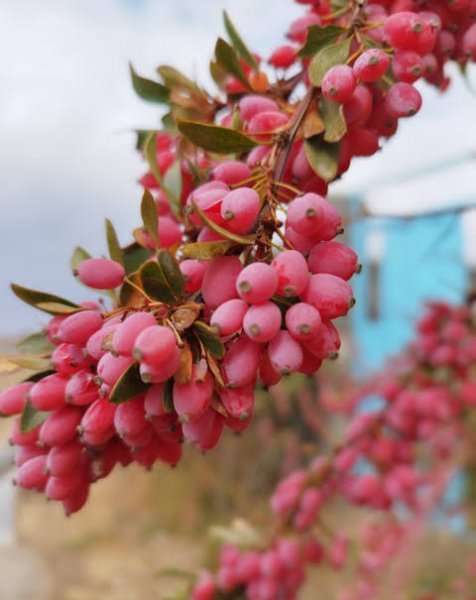  عکس درخت زرشک کوهی
