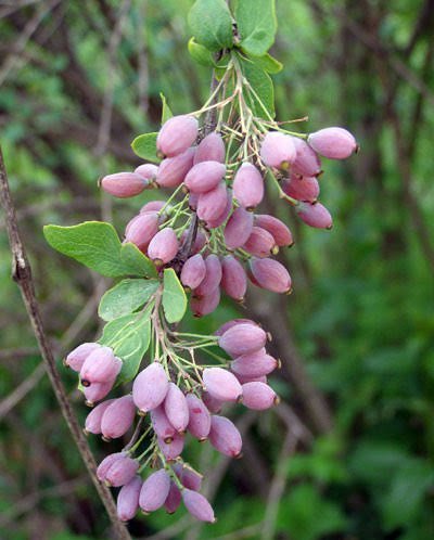 عکس درخت زرشک کوهی