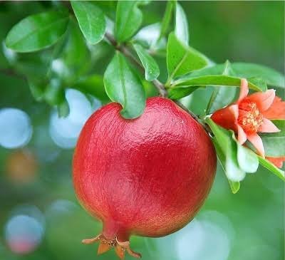  عکس زیبای دانه های قرمز انار