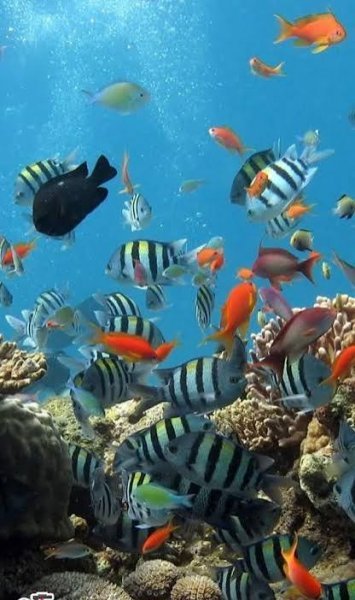  عکس زیر آب دریا با کیفیت برای تصویر زمینه گوشی