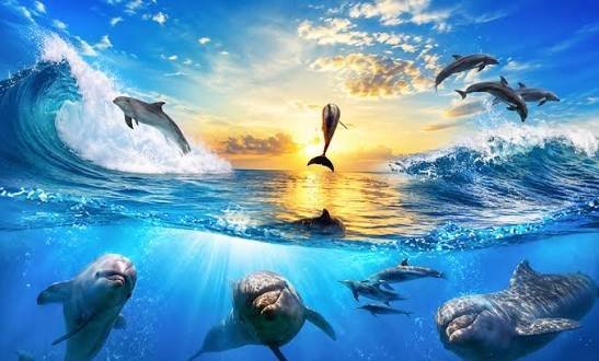  عکس زیر آب دریا با کیفیت برای تصویر زمینه گوشی