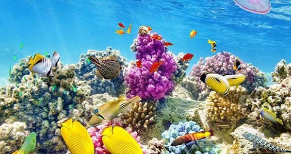  عکس زیر دریا واقعی