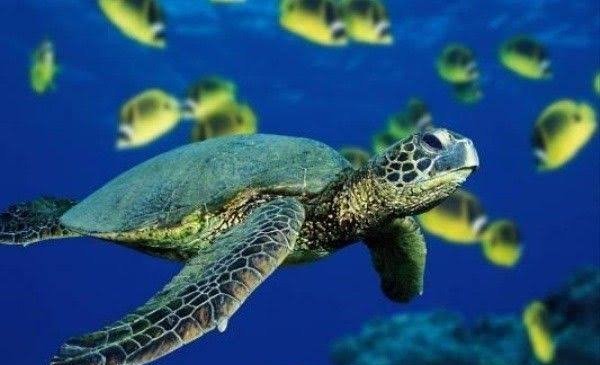  عکس تصویر زمینه عروس دریایی واقعی