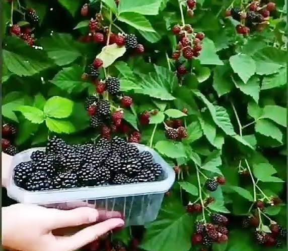  عکس میوه های خوشمزه و رنگارنگ