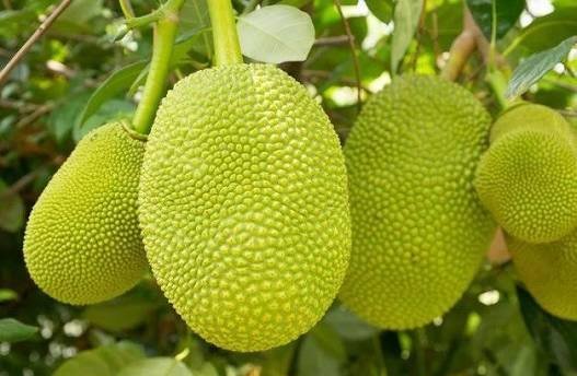  عکس میوه های خوشمزه و رنگارنگ
