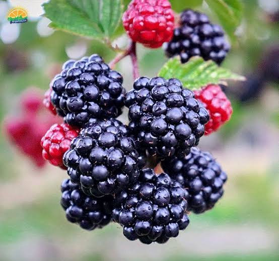  عکس میوه های خوشمزه و رنگارنگ