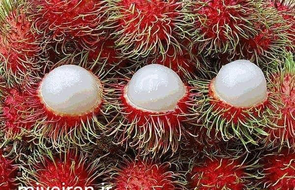  عکس میوه های استوایی
