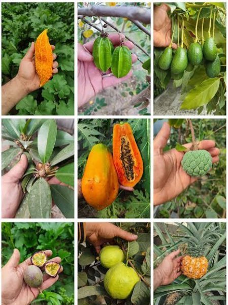  عکس میوه های استوایی