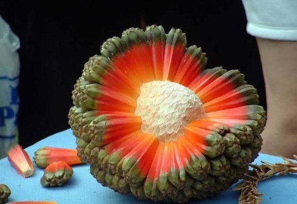  عکس میوه های استوایی