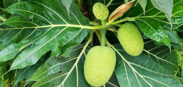  عکس میوه های استوایی