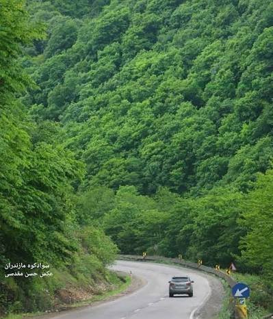  عکس پروفایل جاده جنگلی