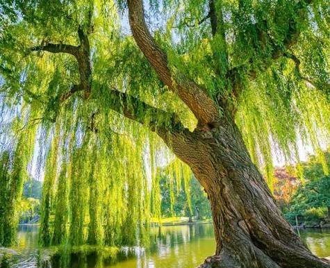 عکس درخت بید مجنون زیبا