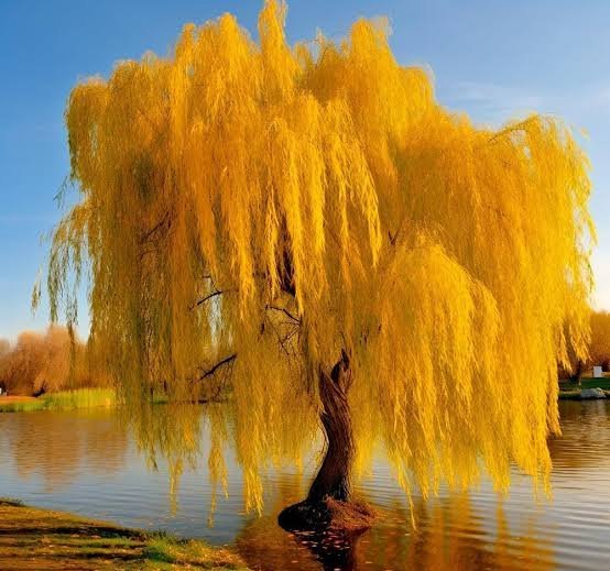  عکس درخت بید مجنون زیبا