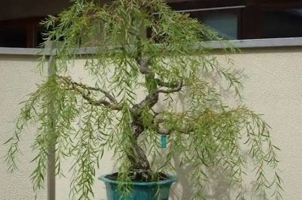  عکس درخت بید مجنون زیبا