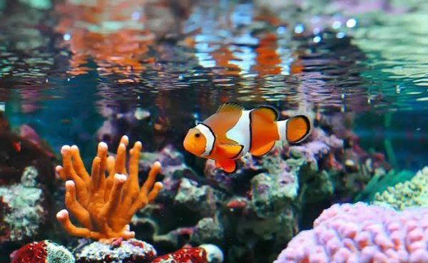  عکس دلقک ماهی در آکواریوم