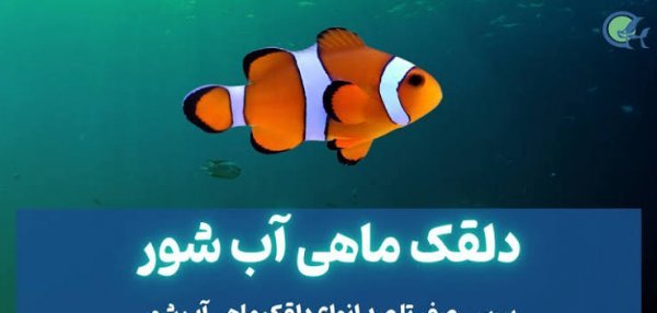  عکس دلقک ماهی در آکواریوم