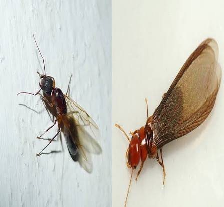 عکس مورچه بالدار