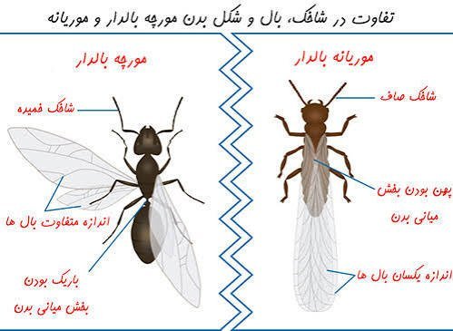  عکس مورچه بالدار