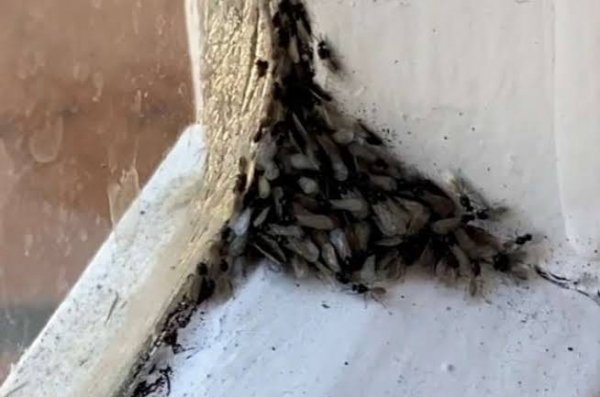  عکس مورچه بالدار