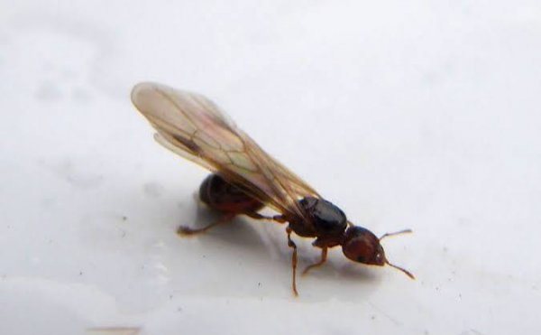  عکس مورچه بالدار