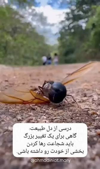  عکس مورچه بالدار