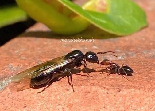  عکس مورچه بالدار