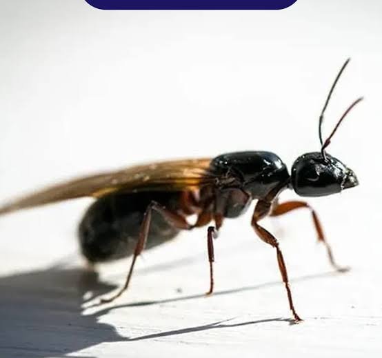  عکس مورچه بالدار