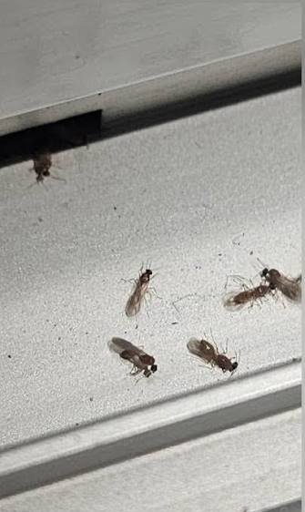  عکس مورچه بالدار